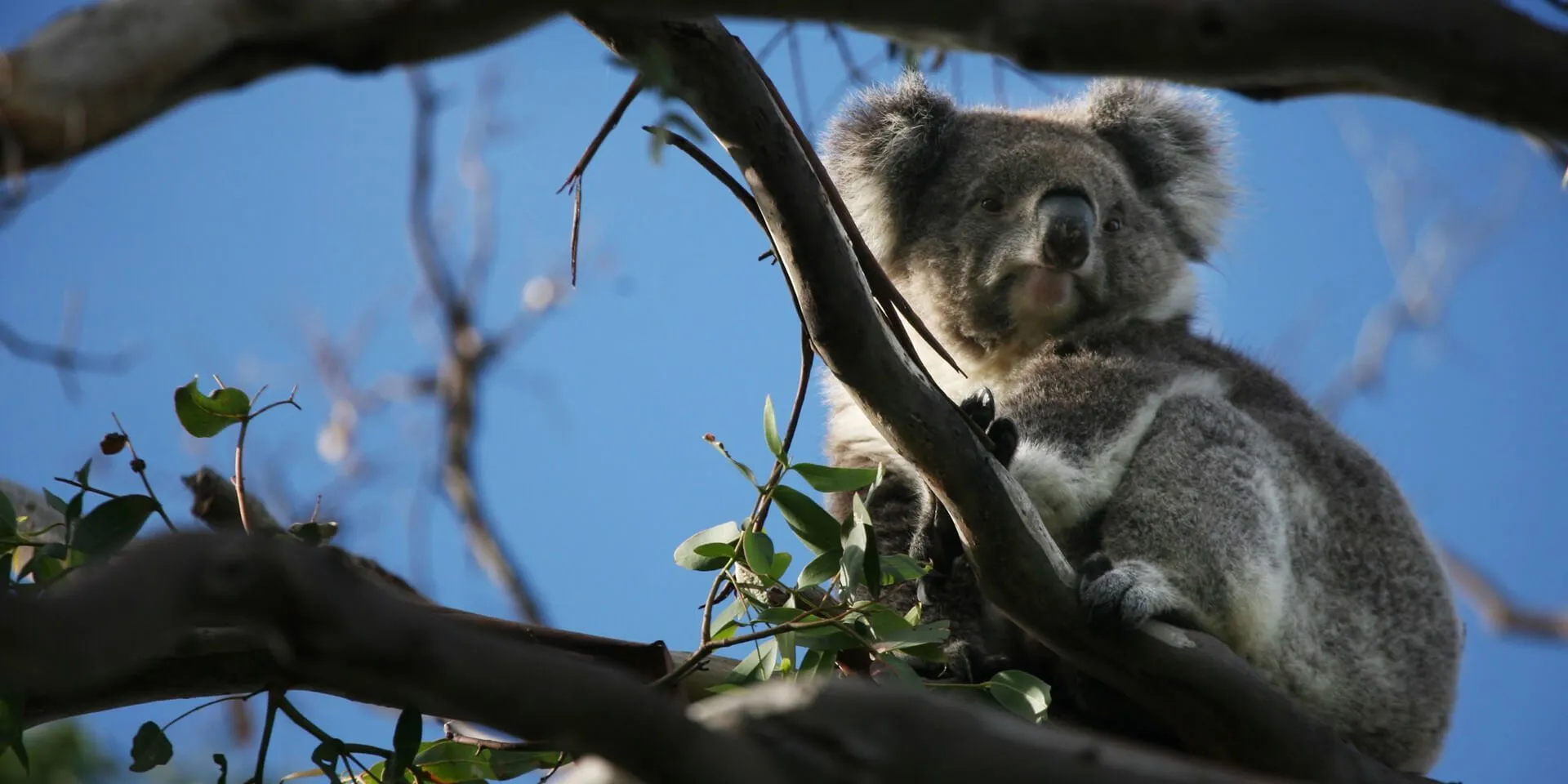 Great Ocean Road Trip Melbourne koala logo